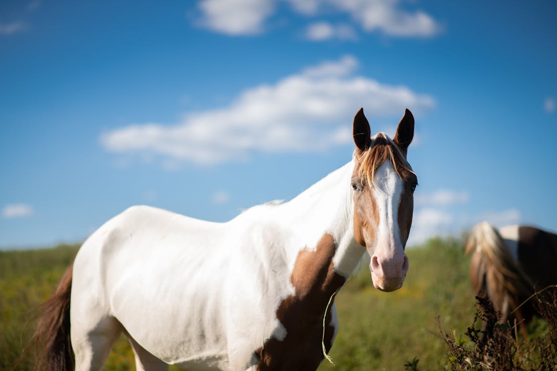 Photo of an American Paint Horse · Free Stock Photo