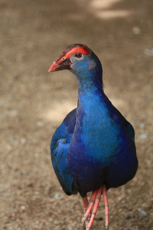 Free Close-up Photo of a Western swamphen Stock Photo