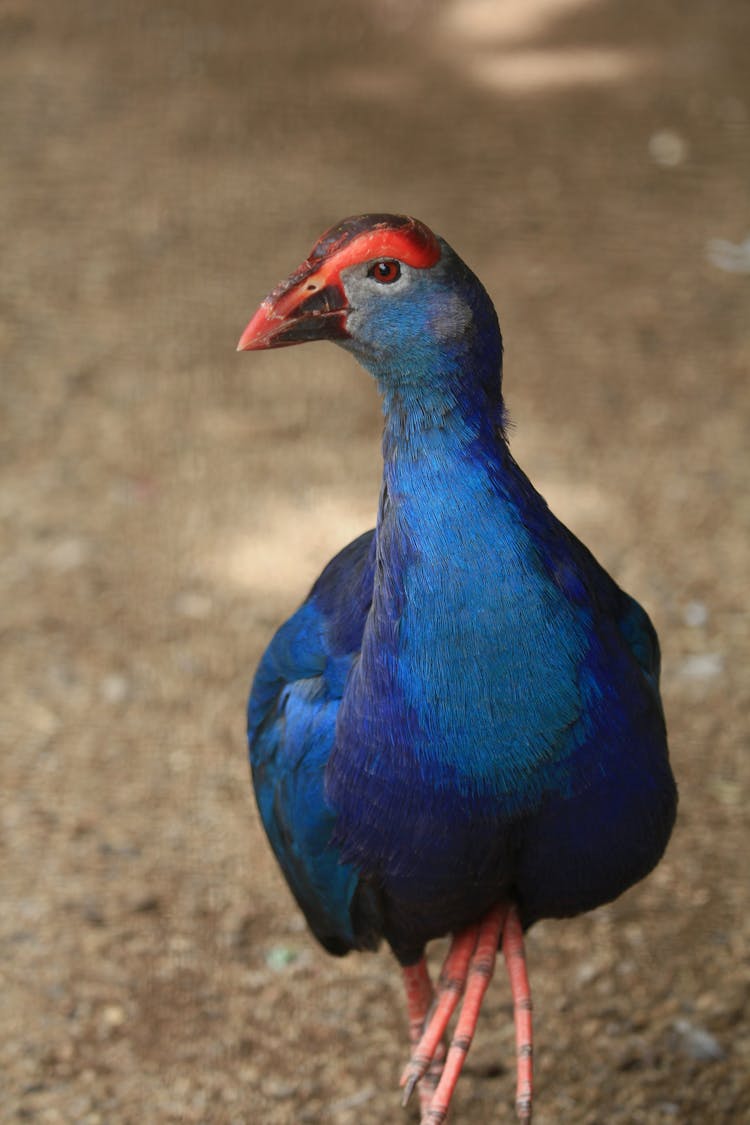 Close-up Photo Of A Western Swamphen