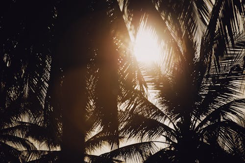 Sun Rays Coming Through Palm Trees