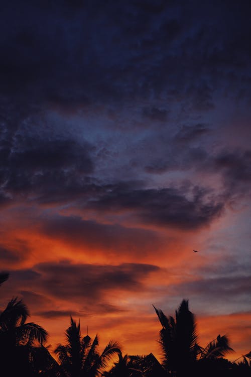 Foto profissional grátis de alvorecer, árvores, céu alaranjado