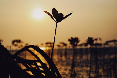 Foto profissional grátis de conhecimento, fechar-se, flor