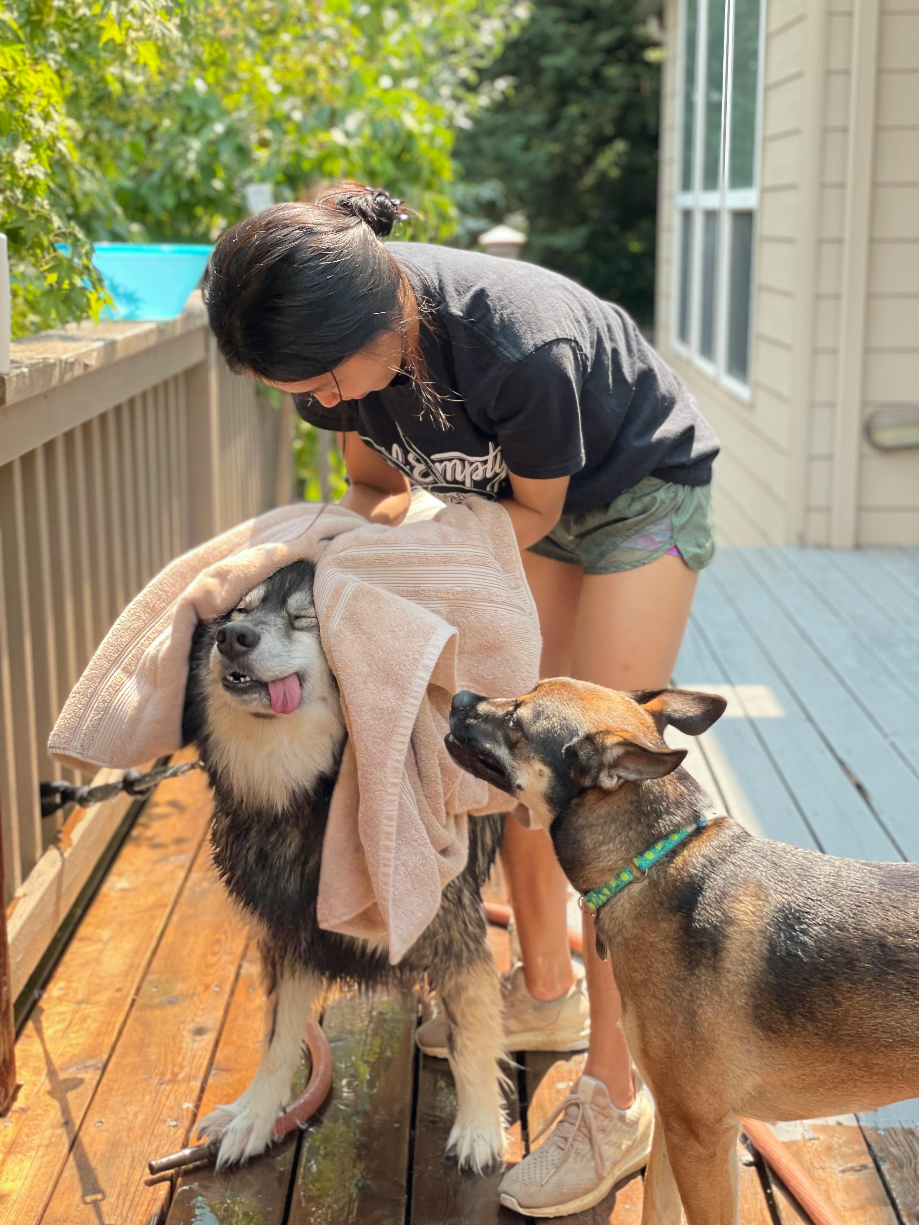 a woman drying his dog with a towel