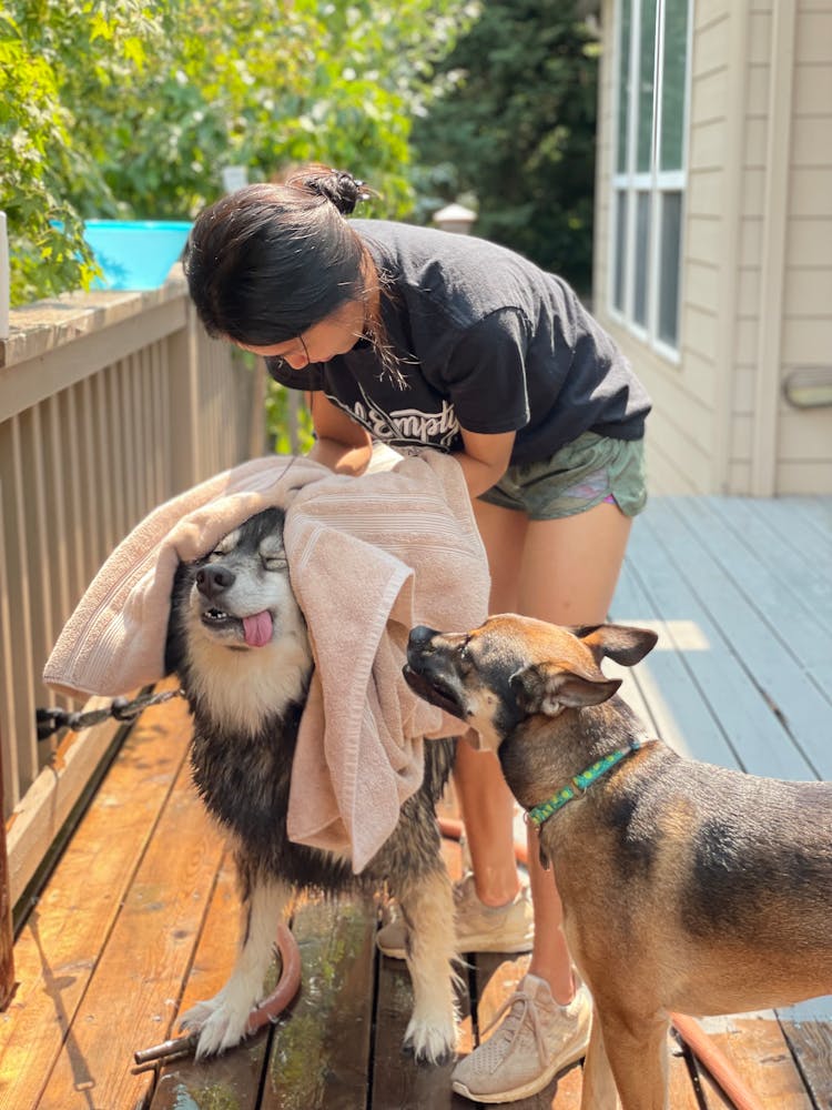 A Woman Drying His Dog With A Towel