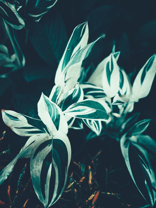 Free Artistic capture of variegated leaves with vibrant patterns in Lucknow, India. Stock Photo