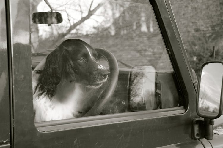 Grayscale Photo Of A Dog Inside A Car