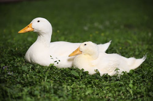 Free Ducks on Grass Stock Photo