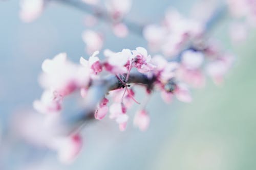 Fotobanka s bezplatnými fotkami na tému čerešňový kvet, jar, jarné kvety