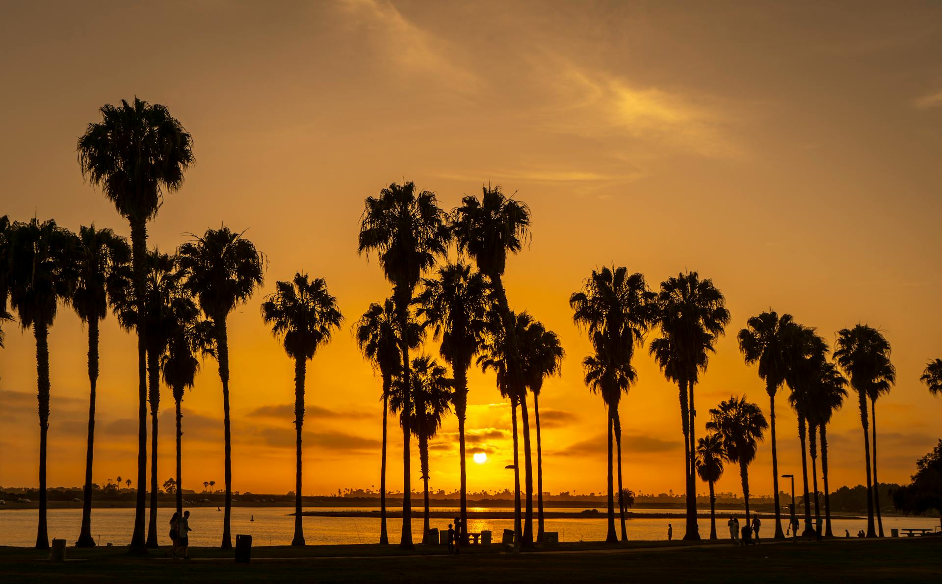 Golden hour sunset with palm trees silhouetted against an orange sky in San Diego bay area.