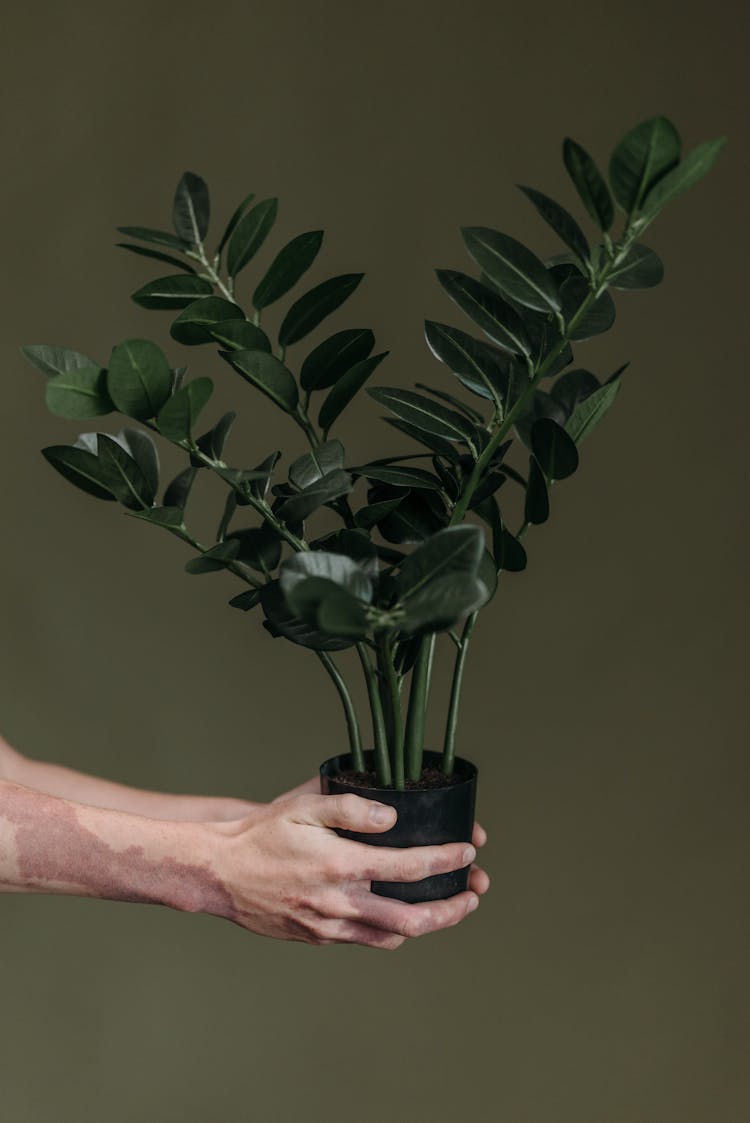 Person Holding Green Plant In Black Pot