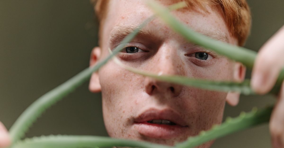 Close-up portrait of a redhead man holding an aloe plant indoors. - Evidence evidence guide for ginger visual performance healthy adults randomized trial