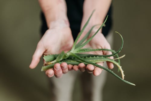 Green Plant on Persons Hand