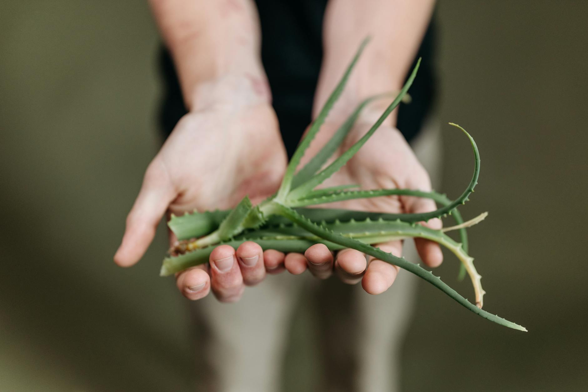 https://www.pexels.com/photo/green-plant-on-persons-hand-9507041/