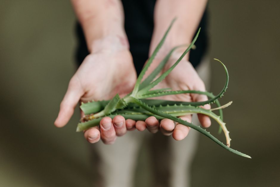 Doorgesneden aloëblad met de heldere gel uit het binnenste van het blad