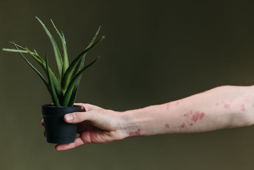 Person Holding Green Potted Plant