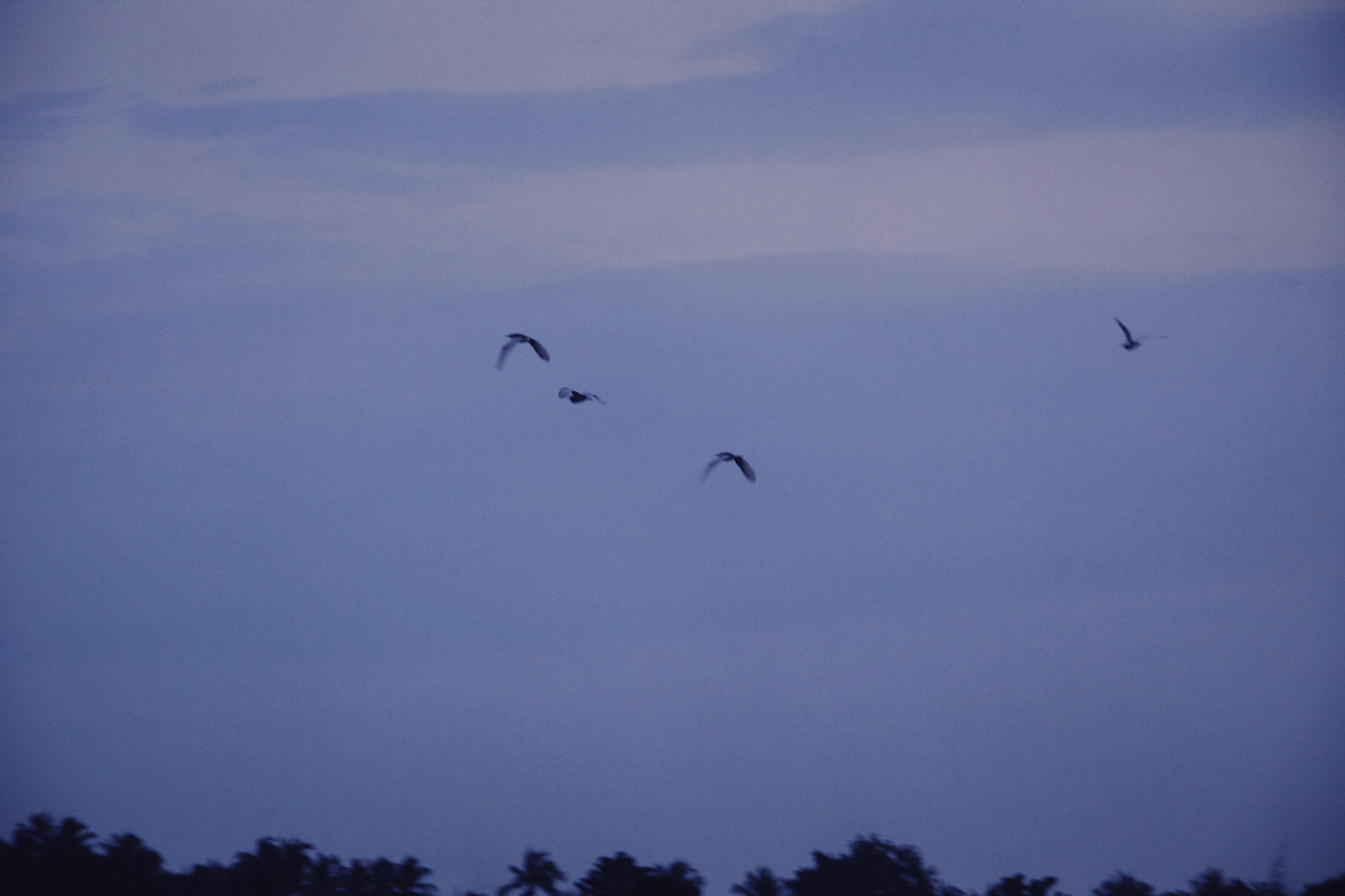 Silhouetted birds flying against a moody evening sky with dark blue hues.