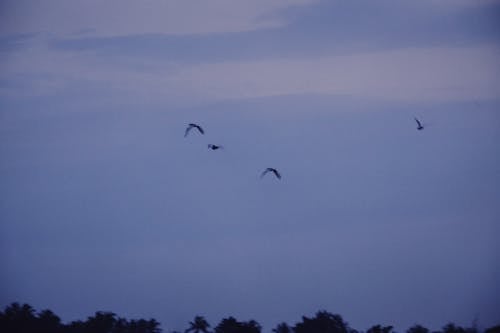 Ilmainen kuvapankkikuva tunnisteilla eläimet, ilta-sky, lentäminen