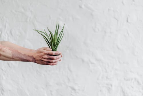 Person Holding Green Plant in White Painted Room