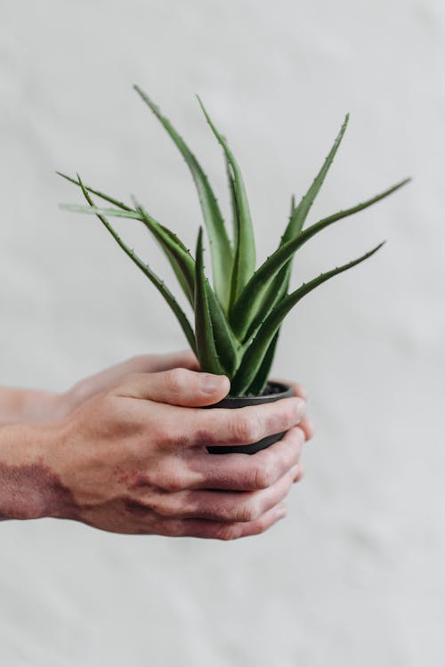Person Holding Green Plant in Pot