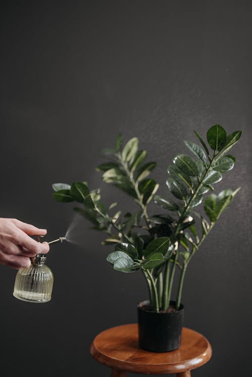Person Holding Green Plant in Clear Glass Bottle