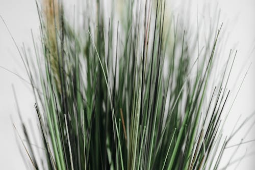 Green Grass in Close Up Photography