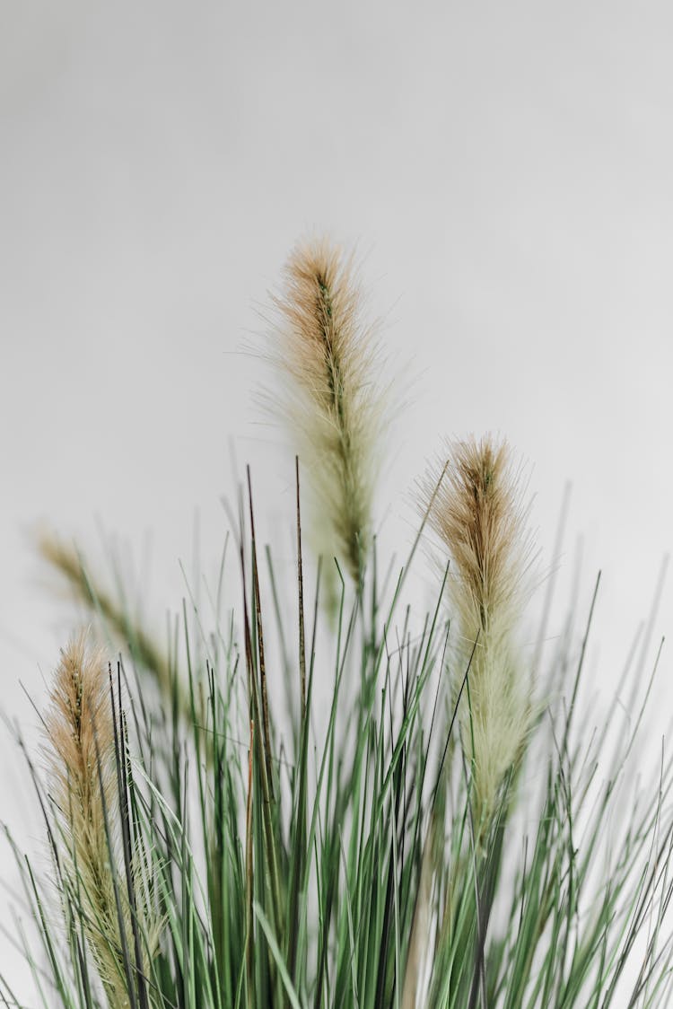 Green Wheat Plant