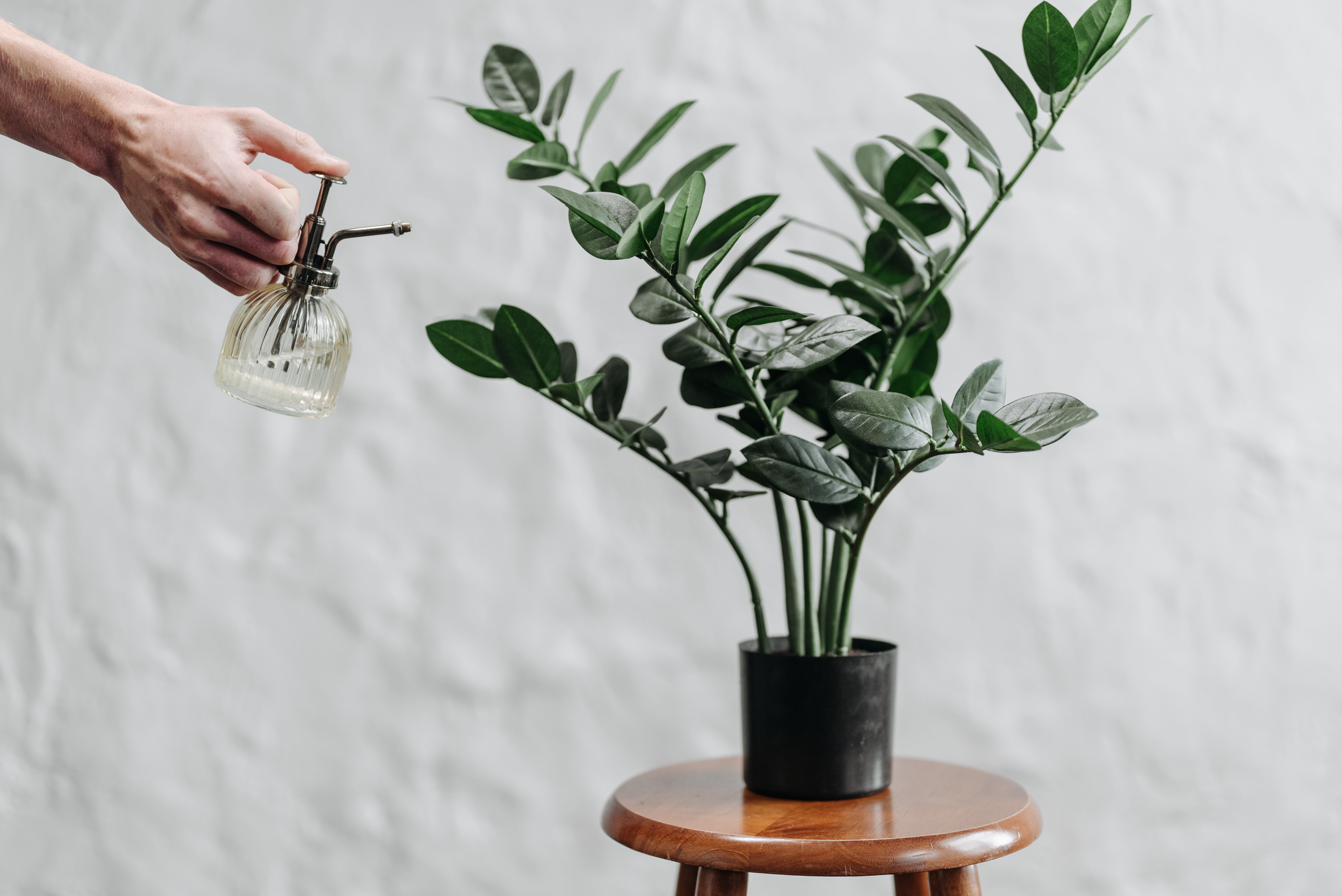 A Person watering ZZ Plant on table