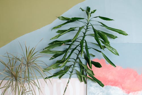 Kostenloses Stock Foto zu blatt, botanik, farbiger hintergrund