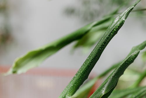 Free Water Droplets on Green Plant Stem Stock Photo