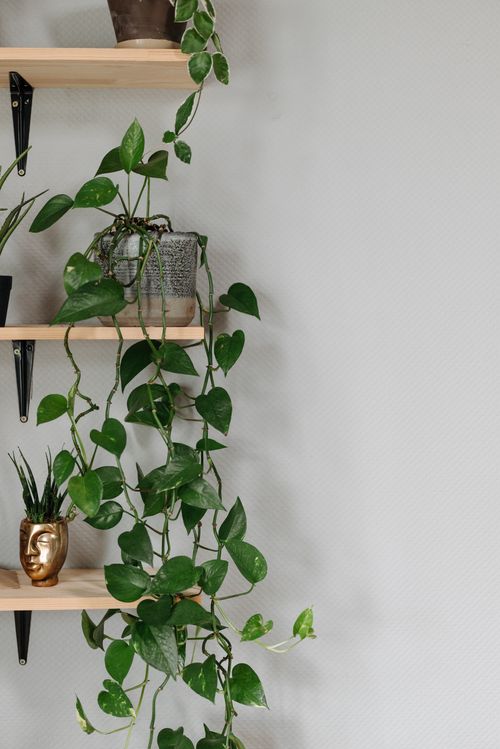 Free Stylish indoor plants cascading down a wooden shelf against a minimalist wall. Stock Photo