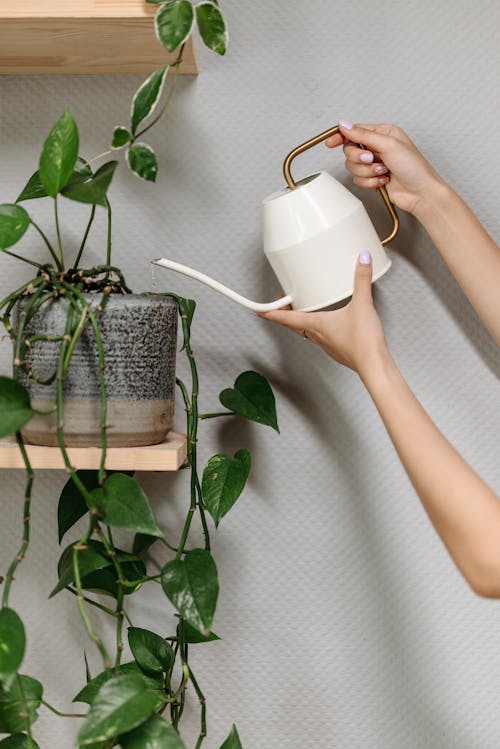 A Person Watering the Potted Plant