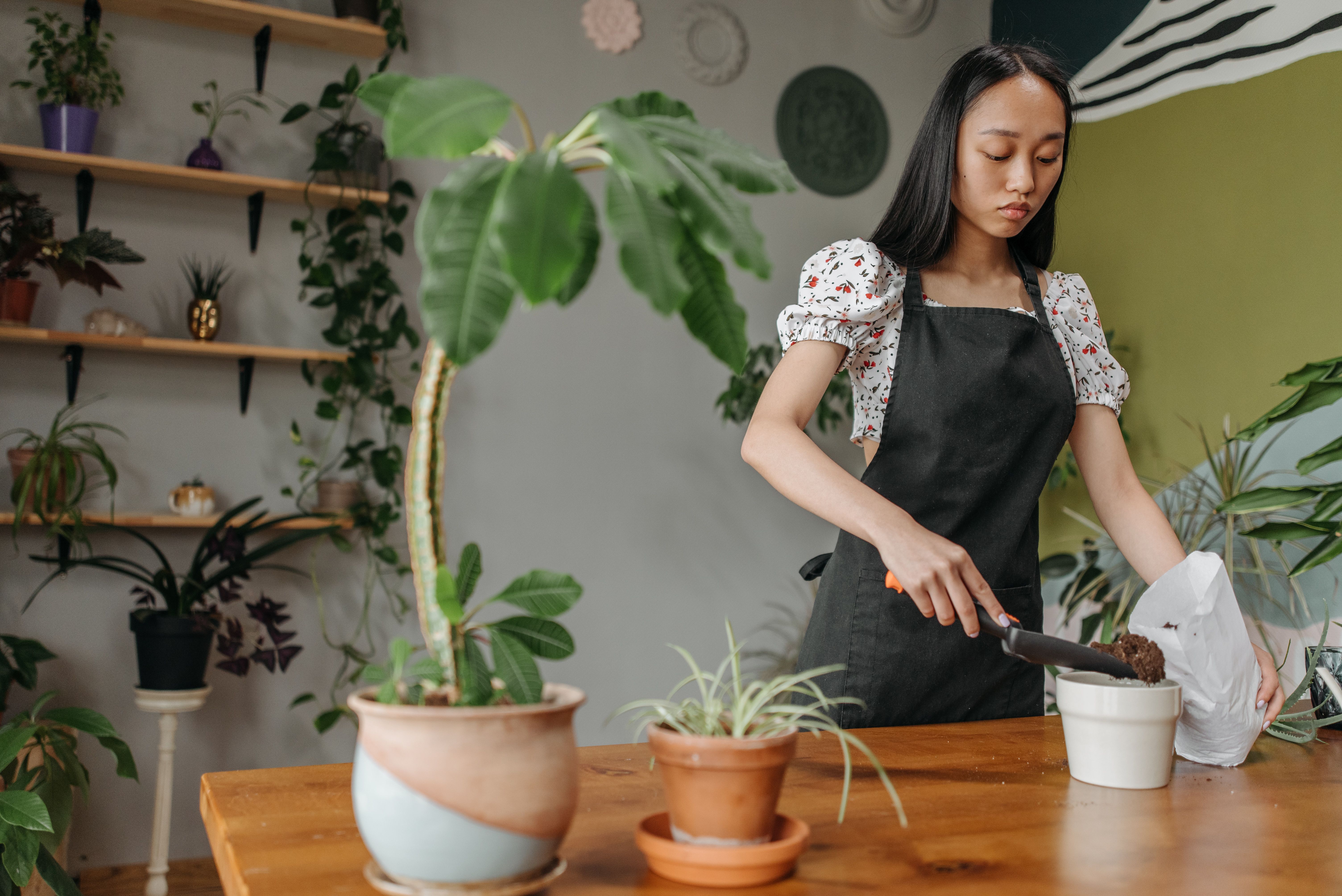 Le réveil de vos plantes d'intérieur après l'hiver : le protocole complet pour sauver votre petit ja
