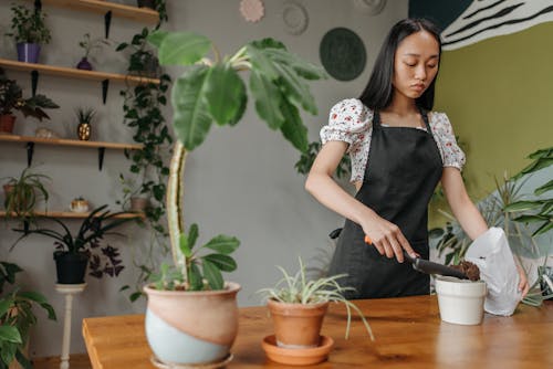 Gratis lagerfoto af beskyttende arbejdstøj, blad, blomsterpotte