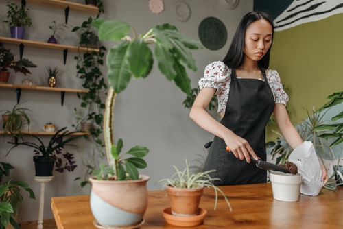 Free A woman planting in a stylish home interior with potted plants around her. Stock Photo
