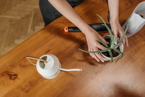 A Person Touching the Cactus Plant on the Wooden Table