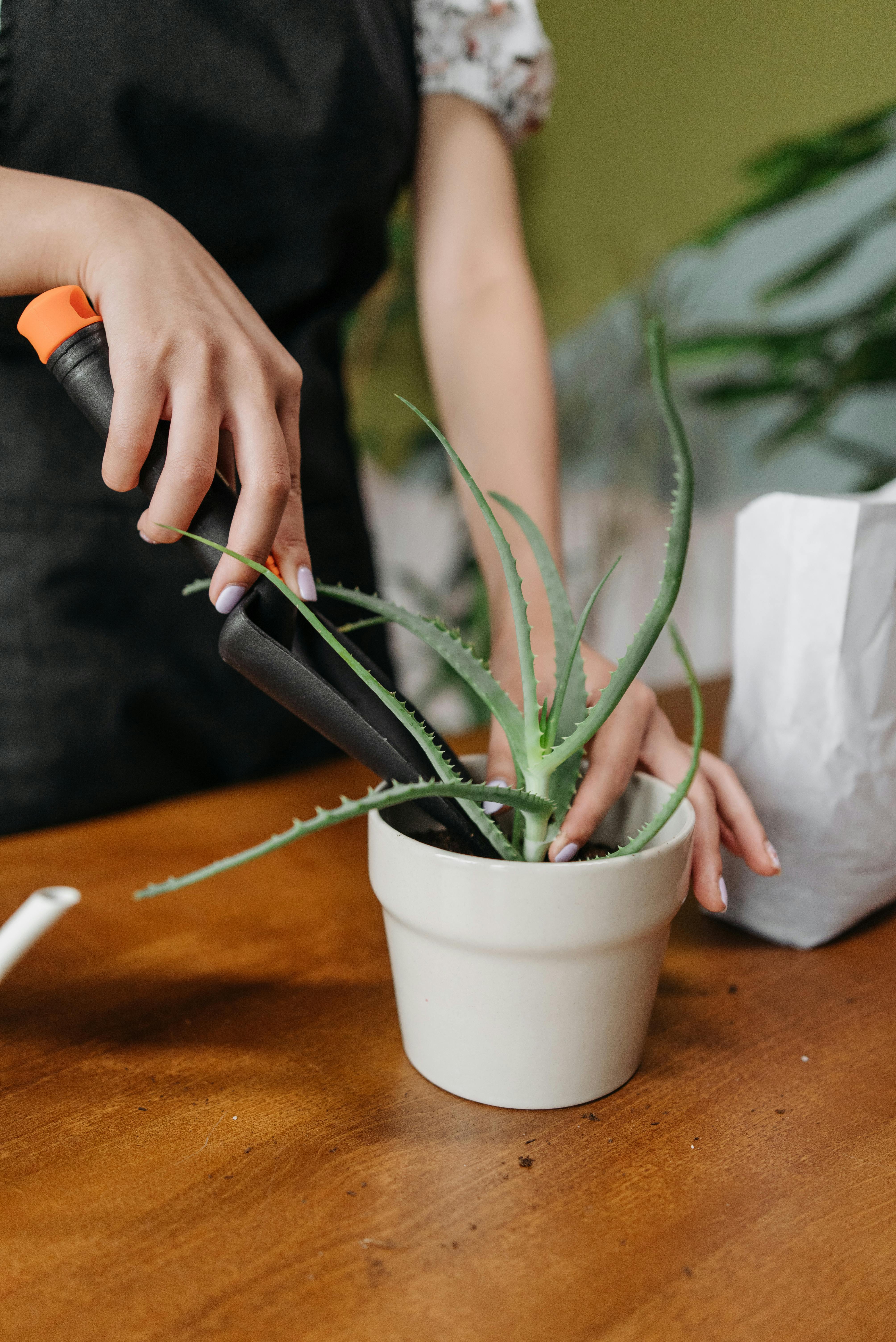 a person putting soil on a potted plant