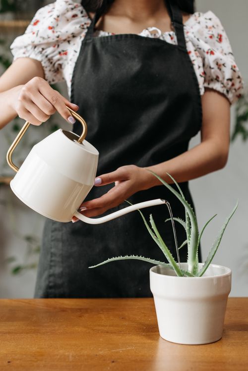 Free Close-up of a woman in an apron watering an aloe plant with a white watering can. Stock Photo