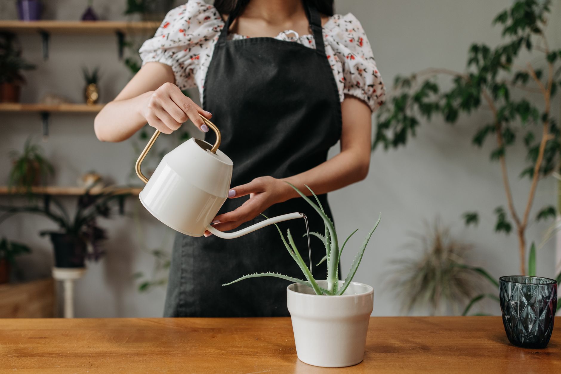 A young woman waters a potted plant indoors, emphasizing plant care and home gardening.