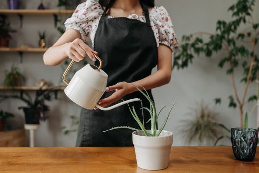 Person watering a houseplant with a watering can