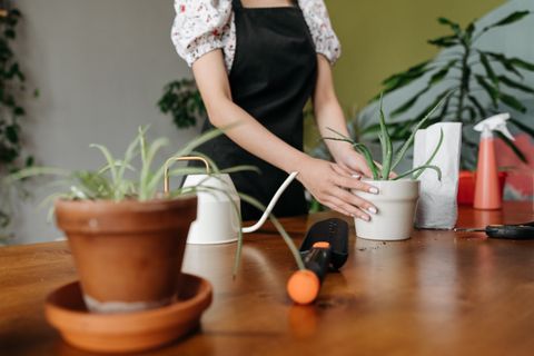 Artwork for Mindful Living Is Not a Luxury: Meditation, Compassion, and Veganism as Daily Practice with Dr. Will Tuttle