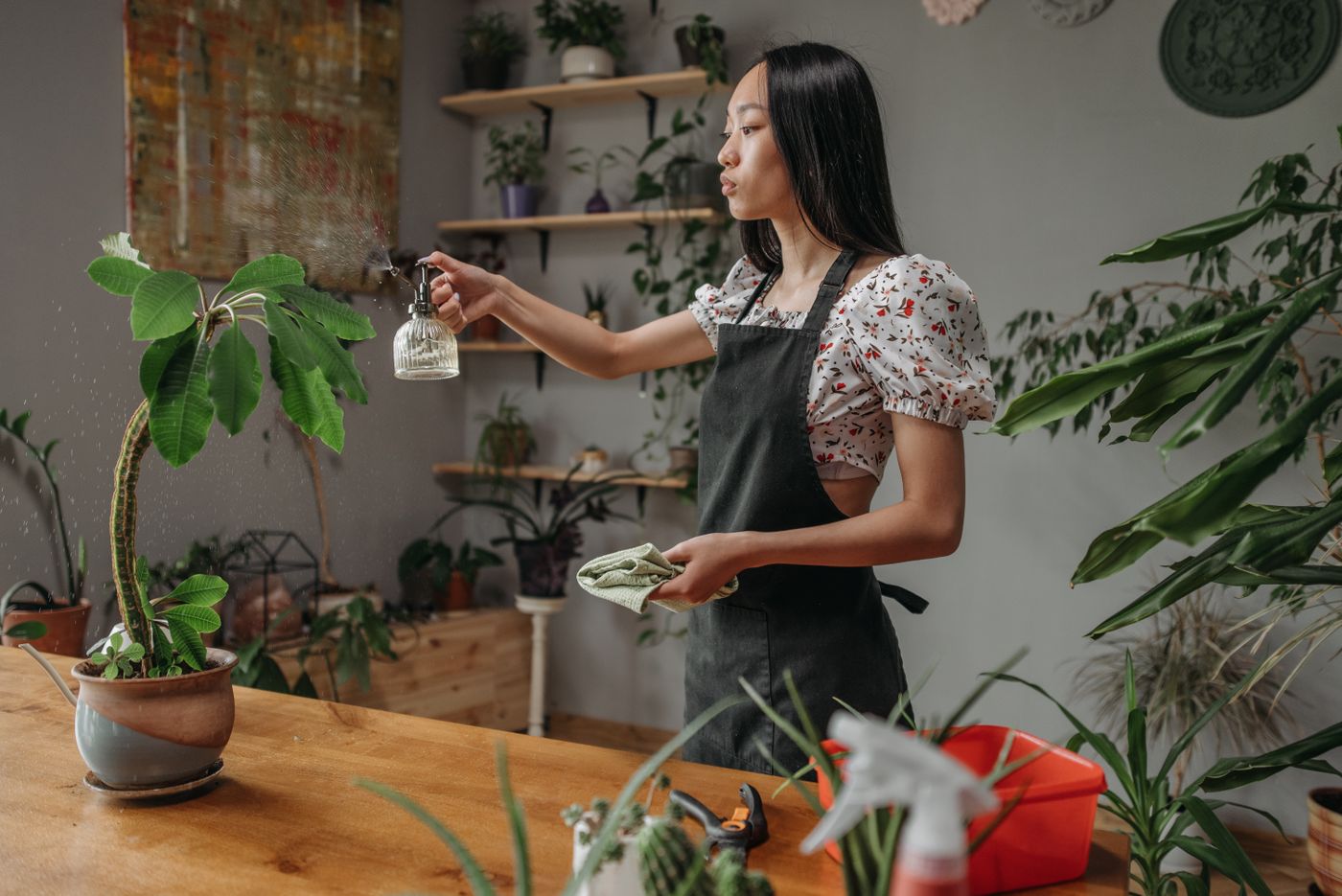 Personne arrosant les plantes vertes d’un salon
