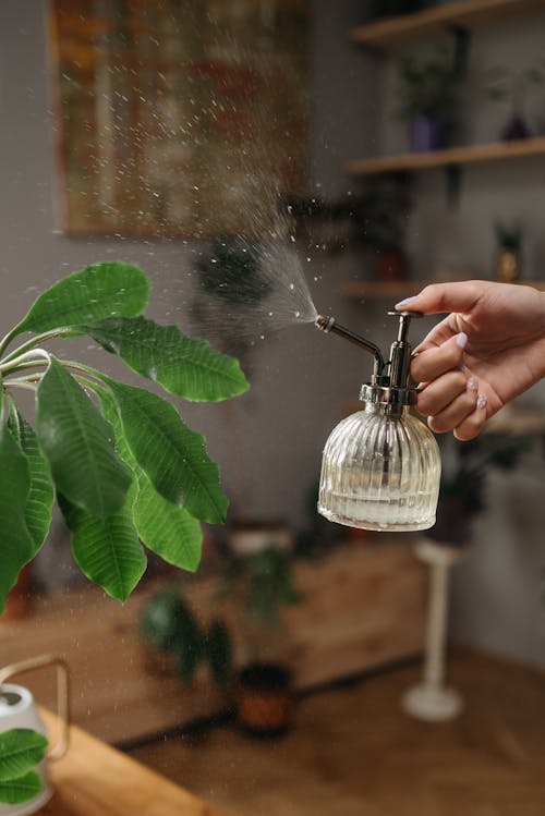 De franc Foto d'estoc gratuïta de aire net, amant de les plantes, ampolla de vidre Foto d'estoc