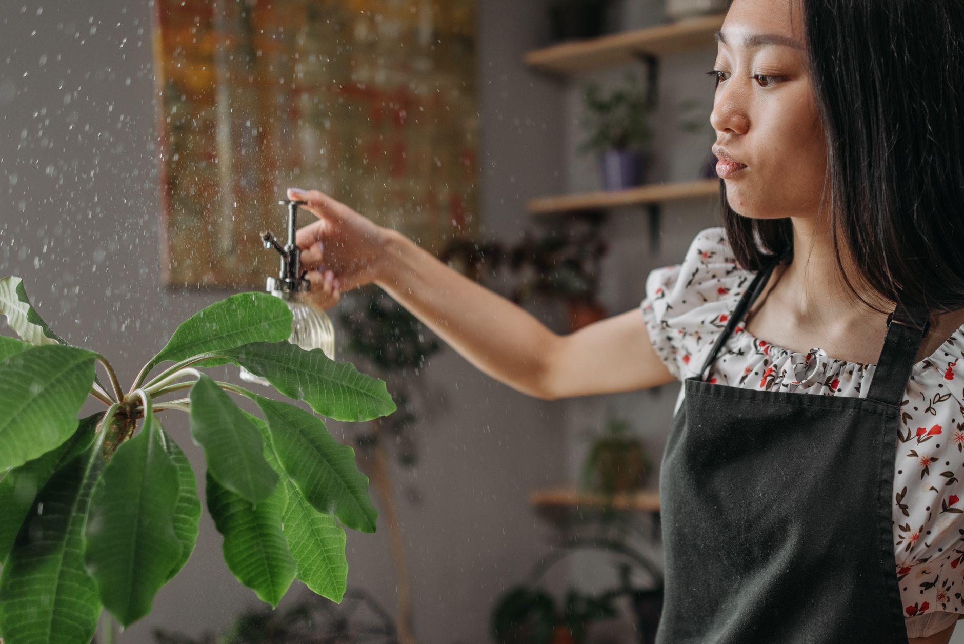 A young woman in an apron watering a leafy indoor plant using a spray bottle.