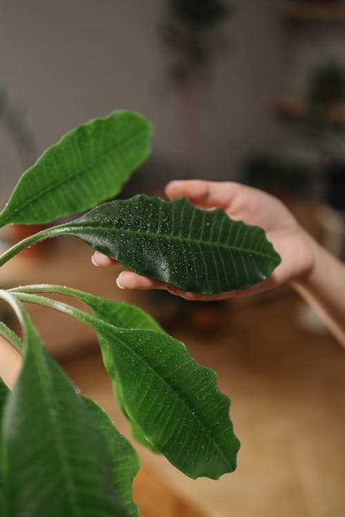 Fotobanka s bezplatnými fotkami na tému časť, črepníková rastlina, domáci život