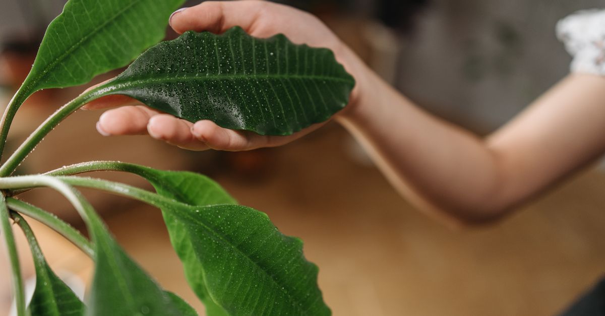 Uma mão segurando suavemente e regando uma folha de planta de interior verde.