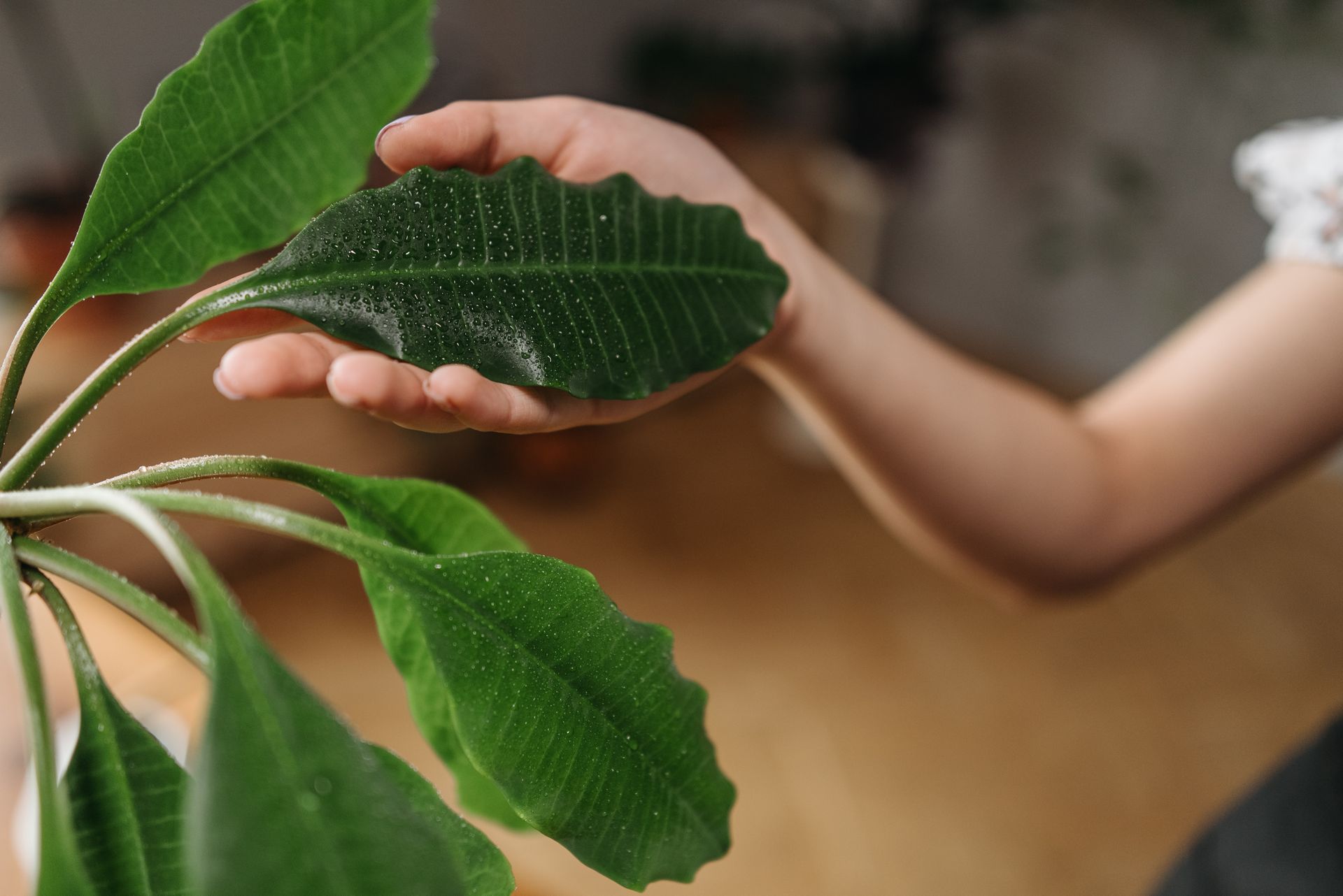 A hand gently holding and watering a green houseplant leaf indoors.