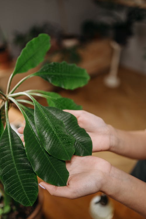 Person Holding Green Leaf Plant