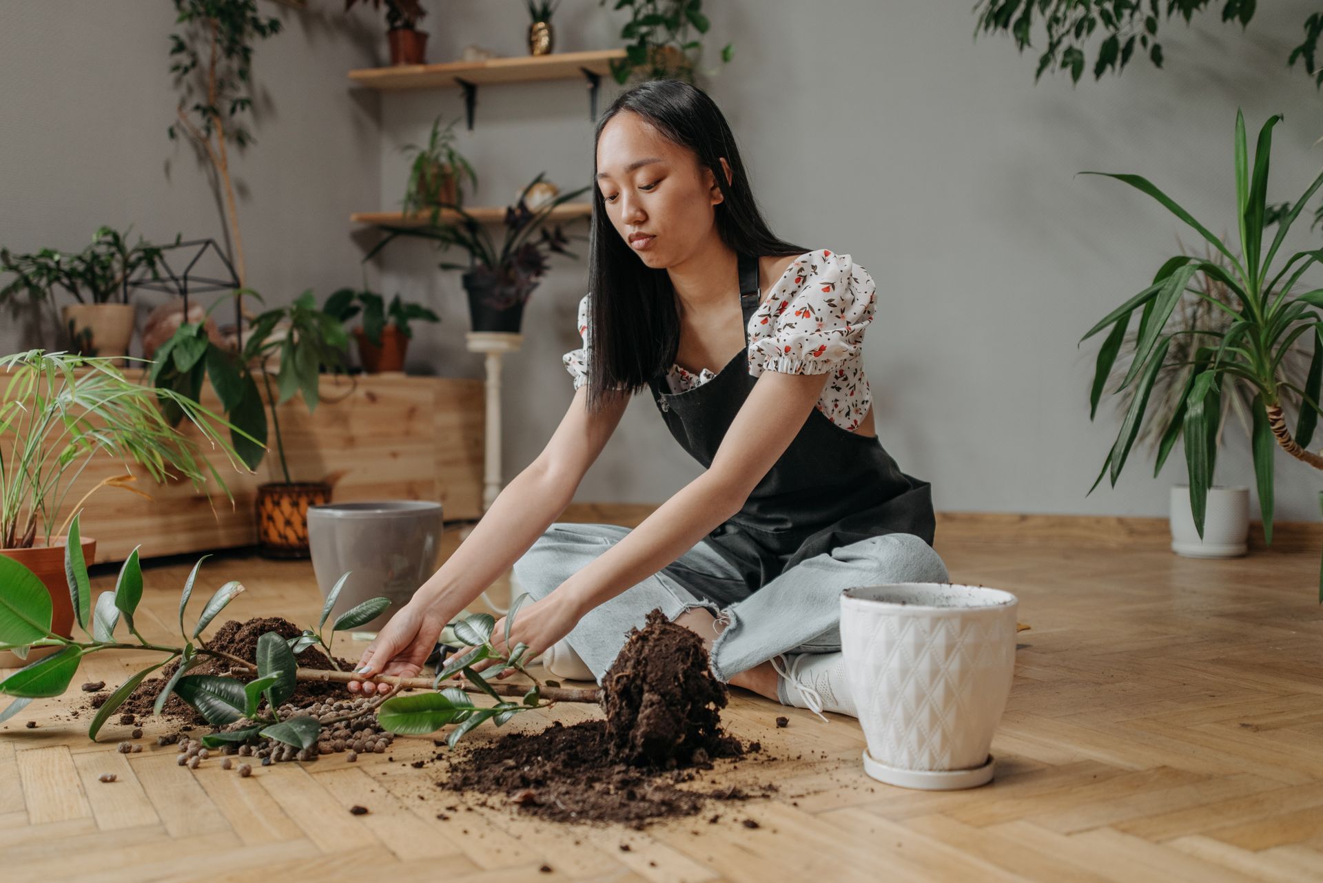 An Asian woman carefully transplants a plant indoors, focusing on home gardening and plant care.