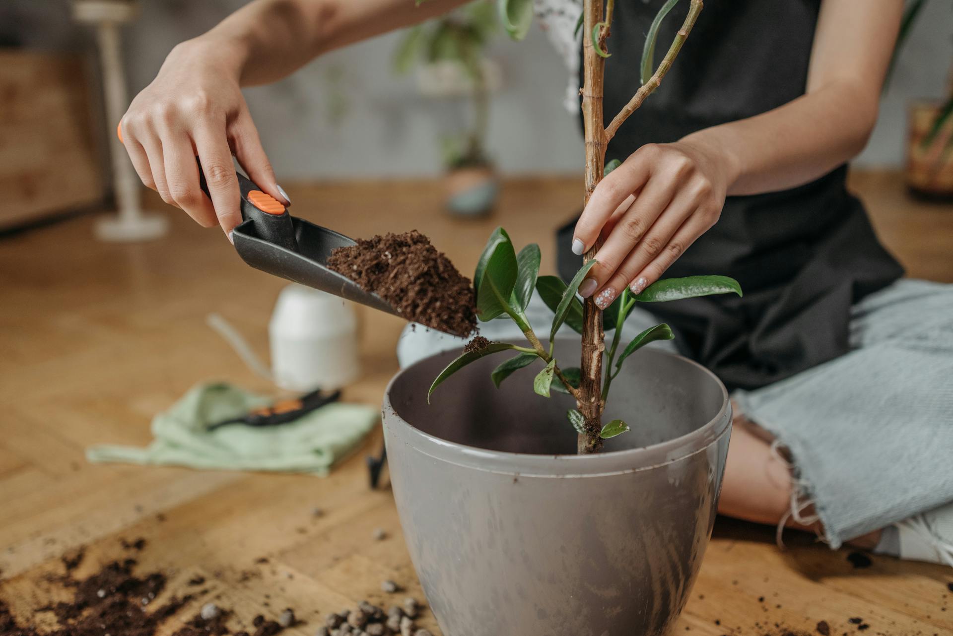 Person Holding Green Plant in White Ceramic Pot