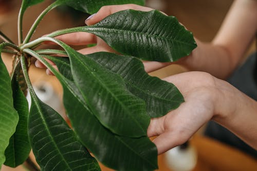 Free stock photo of botany, care, hands human hands
